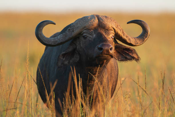 Tarangire, Manyara & Ngorongoro